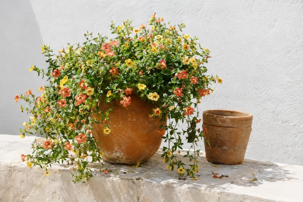 Terracotta pot overflowing with coral and yellow calibrachoa flowers