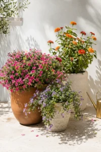 Best Flowers for Pots in Full Sun: Heat Loving Blooms That Last All Summer