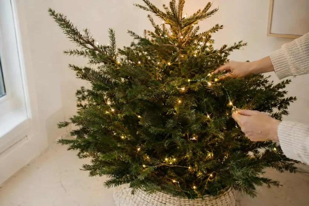 Hands weaving warm white lights deep into Christmas tree branches