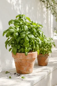 How to Grow Basil: Easy Tips for Big, Bushy Plants All Summer