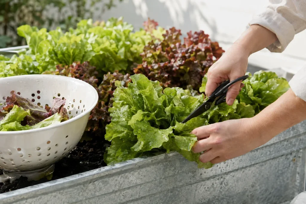 Hands harvesting outer lettuce leaves into a white colander