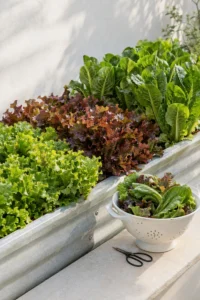 How to Grow Lettuce: Easy Guide From Seed to Salad Bowl