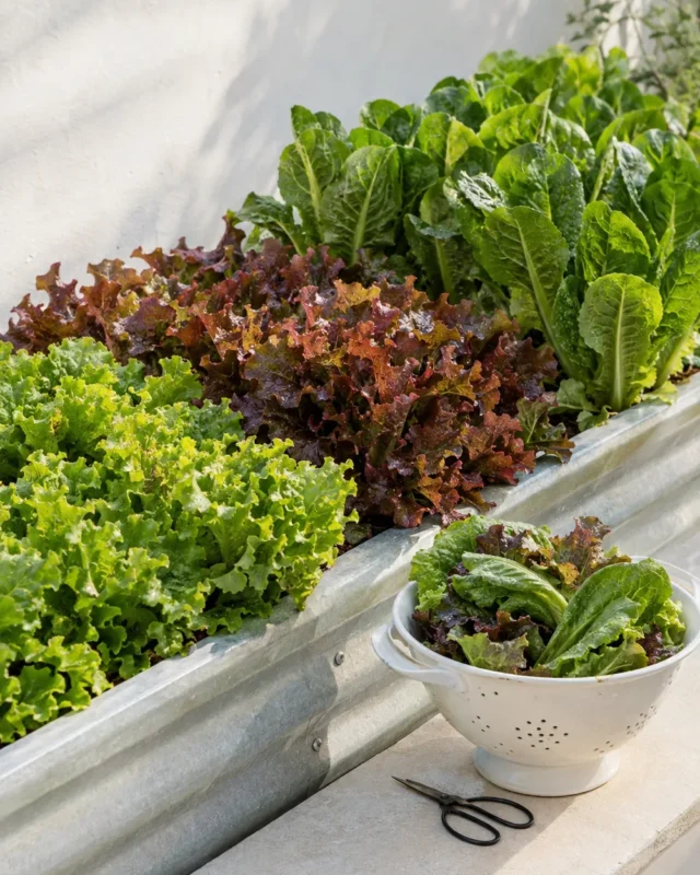 How to Grow Lettuce From Seed to Salad