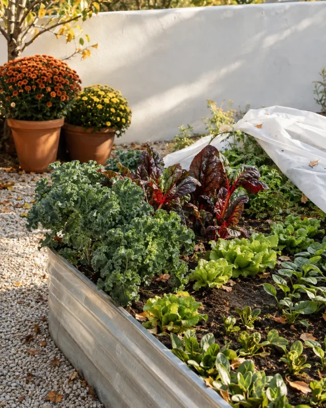 What to Plant in Fall for Harvests Into Winter