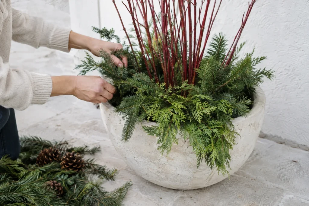 Hands arranging evergreen cuttings and red branches in a winter planter